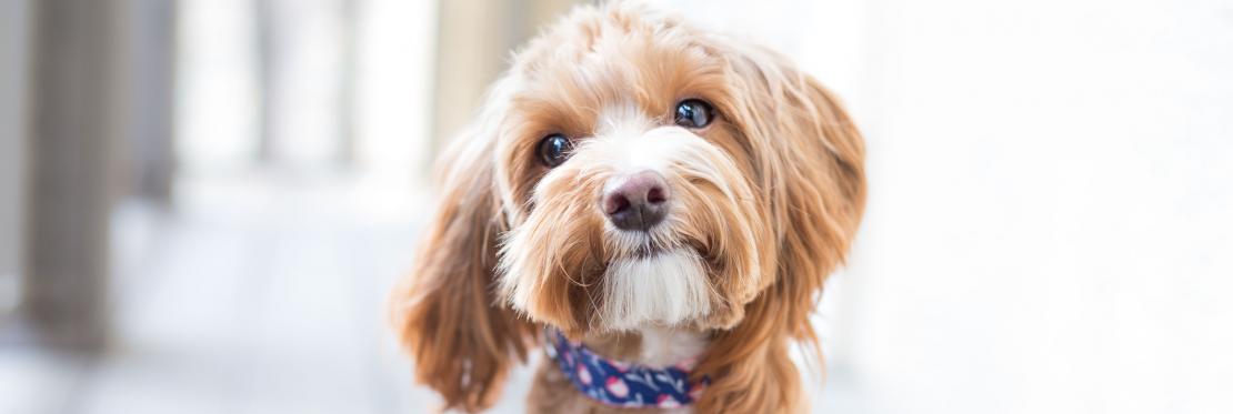 Puppy with blue collar