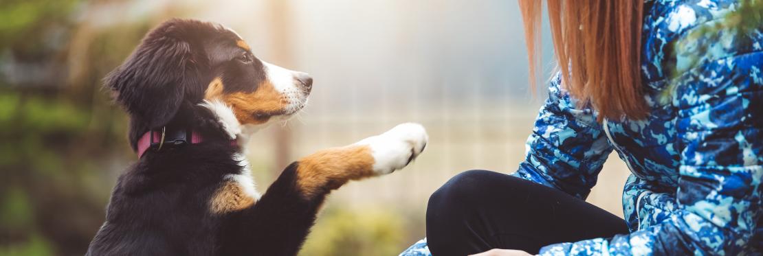 Dog raising paw to owner