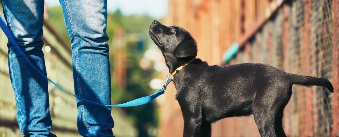 Dog on lead